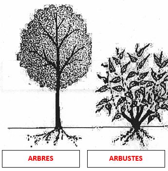 Classification horticole Cours.JPG