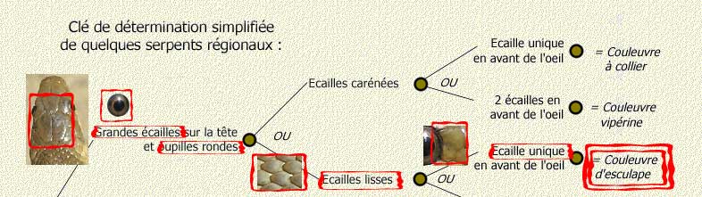 exemple de la couleuvre d'Esculape