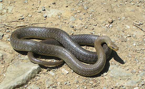 serpent présentation