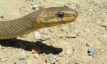 identifier serpent a