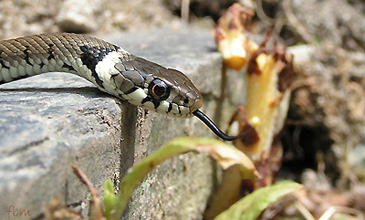 identifier serpent b