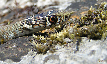 identifier serpent c