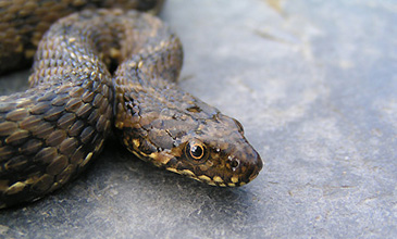 identifier serpent d