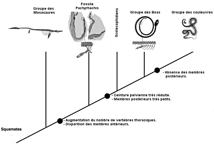 Proposition d'arbre phylogénétique du groupe monophylétique des squamates