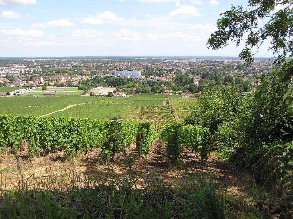 le vignoble bourguignon près de Beaune