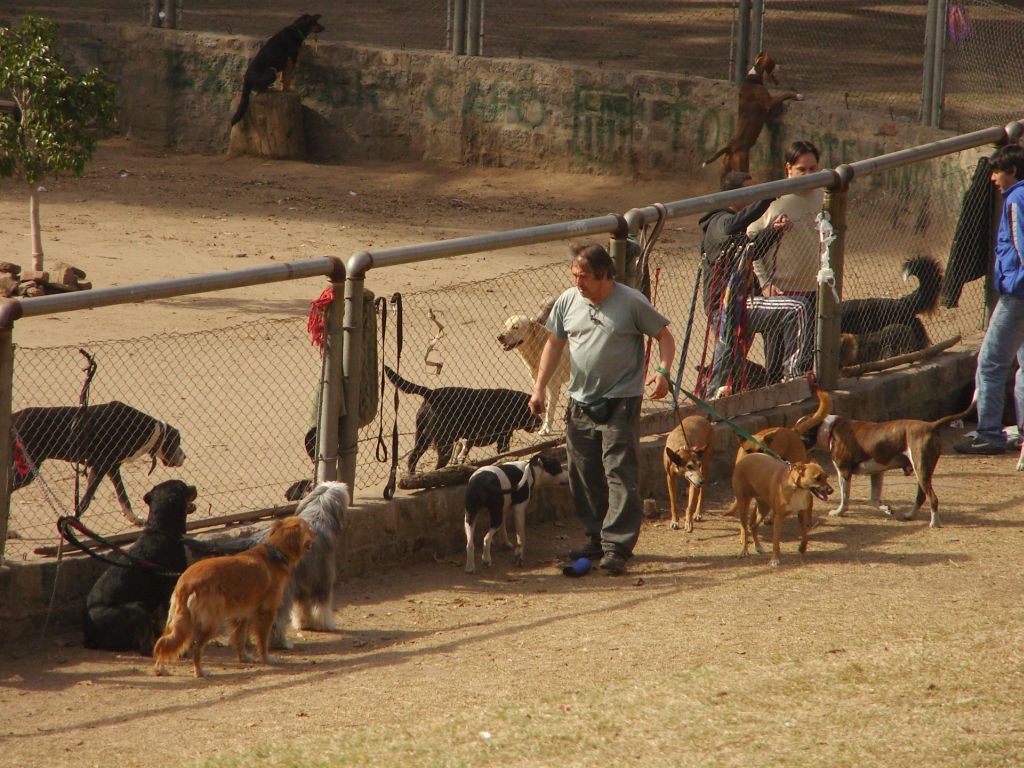 Promeneurs de chiens dans les parcs de Buenos Aires