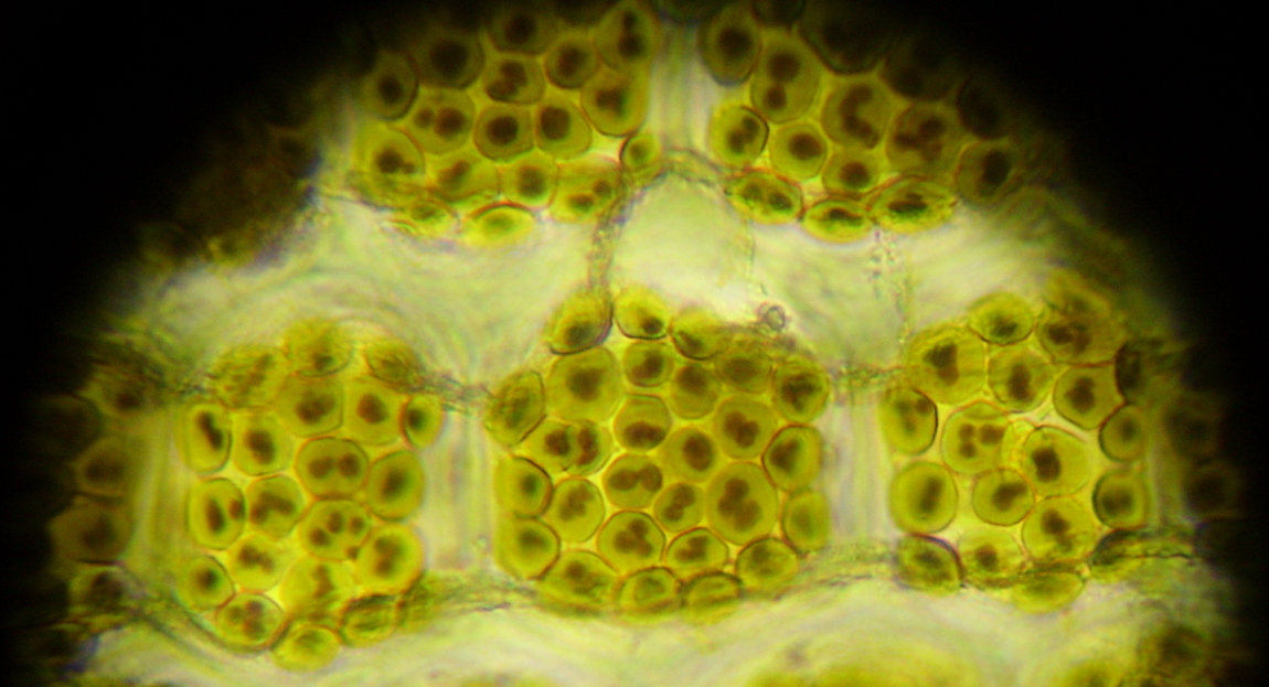 Cabomba Exposée à la lumière Microscope X400