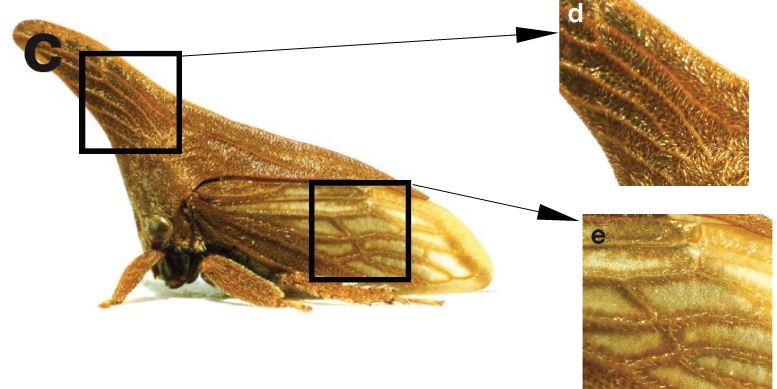 Vue d'ensemble (c) et détail du casque (d) et d'une aile (e) de Campylenchia latipes (1cm) - Membracidae