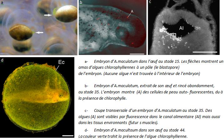 Développement d'Ambystoma et locasiation de l'algue Oophila. Les barres d'échelle et les flêches représentent 1mm