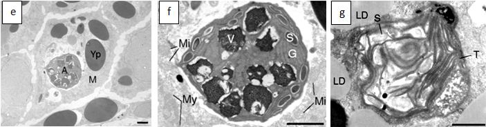 Les barres d'échelle représentent 2µm pour les photos f et g, puis 1µm pour la photo h.