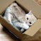 Cat in Box.jpg