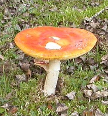 champignons