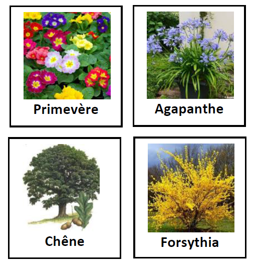 Classification des végétaux  cours.png