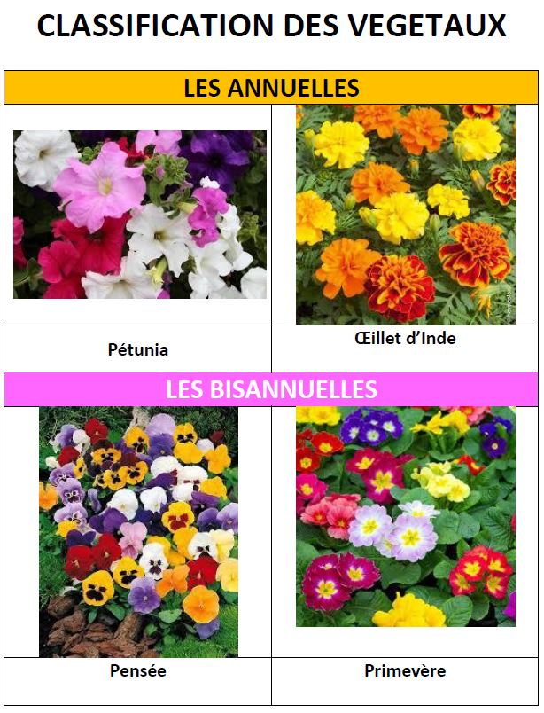 Classification exemples végétaux modifiable.JPG