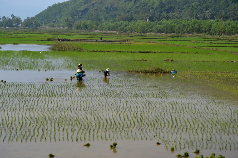 repiquage du riz au centre du Viet Nam