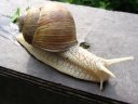 escargot