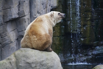 Portail Pedagogique Sciences De La Vie Et De La Terre Une Nouvelle Espece D Ours Due Au Rechauffement Climatique Portail Pedagogique Sciences De La Vie Et De La Terre Une Nouvelle Espece D Ours Due Au Rechauffement Climatique