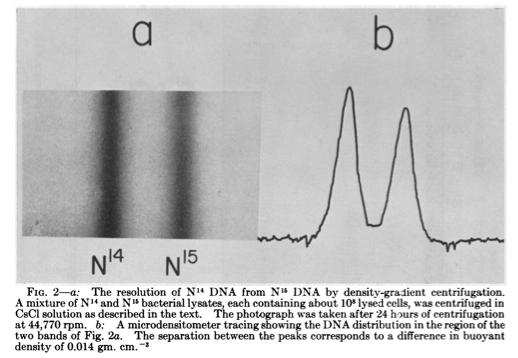 Séparation de l'ADN 14 et 15 par gradient densité et centrifugation.Un mélange de bactéries lysées cultivées sur de l'azote 14 et 15 est centrifugé dans une solution de Chlorure de césium comme décrit dans le texte. la photographie a été prise après 24 h de centrifugation à 44700 tours/min. schema_adn_watson