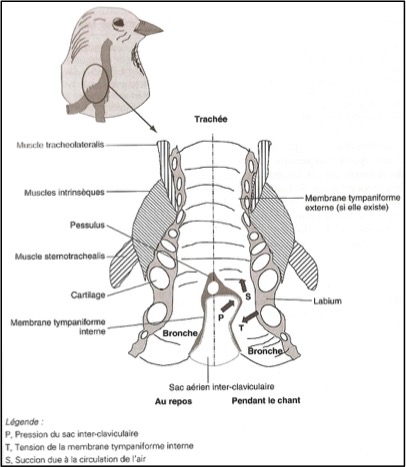 fig-3