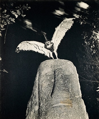 fontcuberta cercophitecus icarocornu 1985