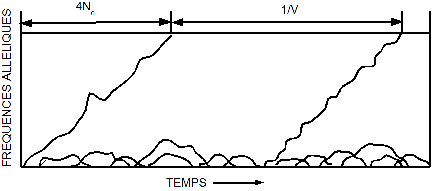 fréquences alléliques