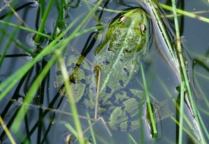 photo passeport recherche-lycée Renoir-les amphibiens