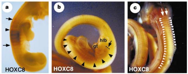 Zones d'expression du gène Hox C8