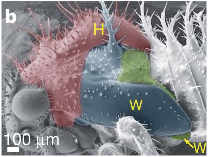 Stade larvaire n°5 ; H = Helmet(casque) ;  W = Wings (ailes)