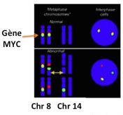 bio-mol-diagnostic