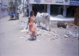 Les déchets à Chennai