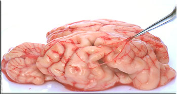 Cervelle de porc