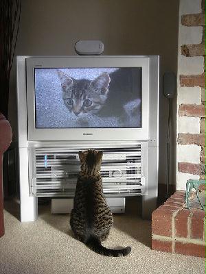 Cat watching himself on TV