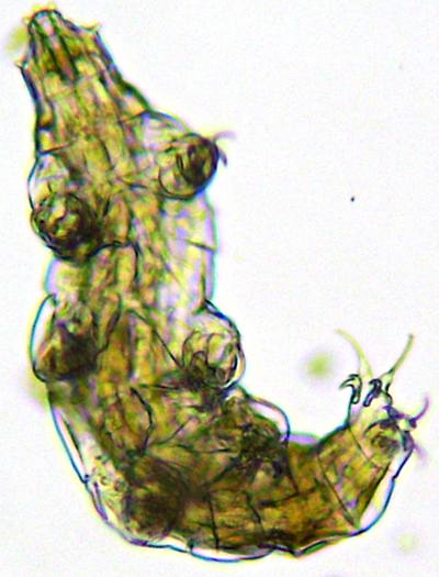 Tardigrade vu au microscope, grossissement x100