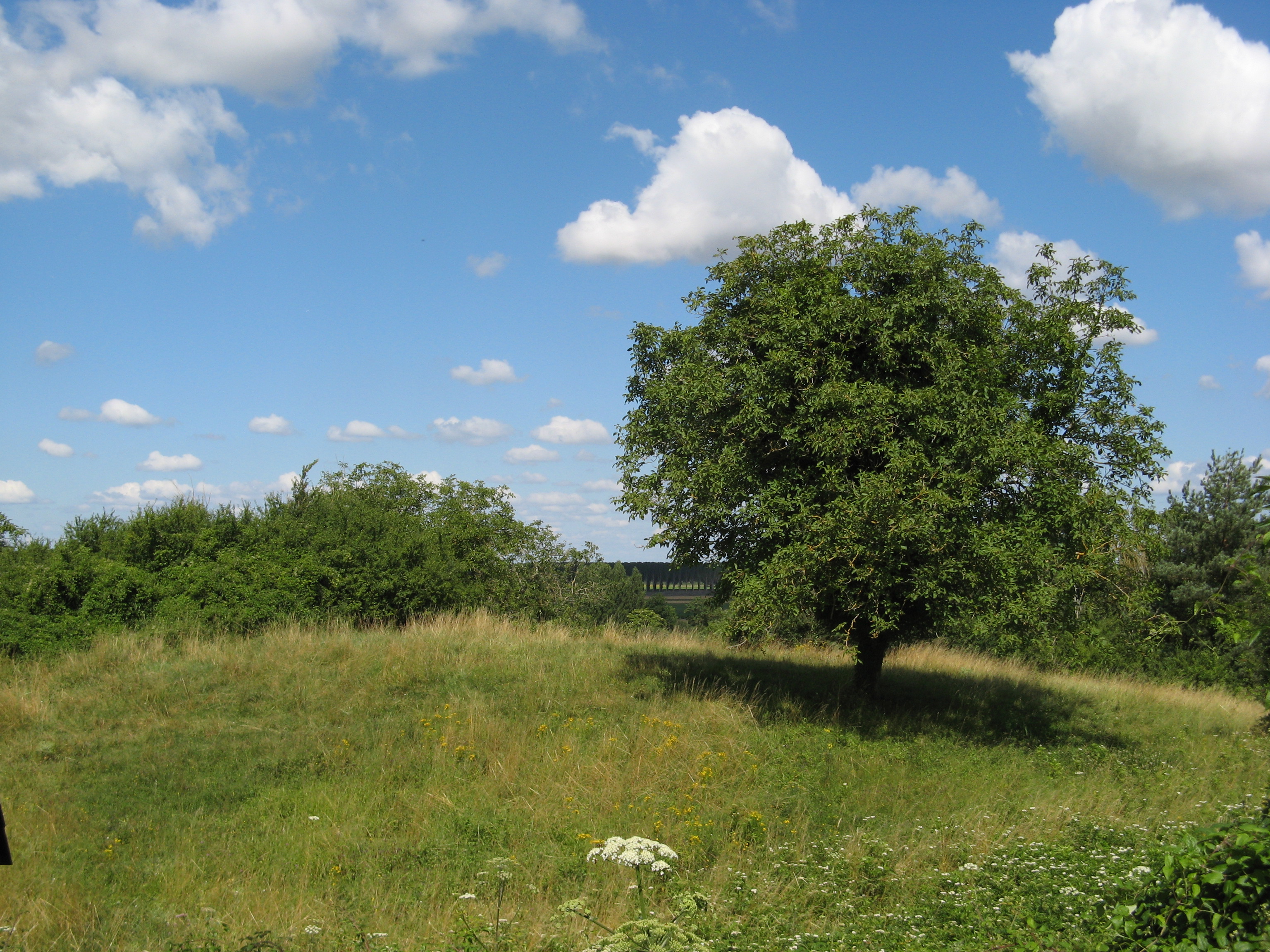 Motte féodale