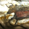 Les grottes de Lascaux