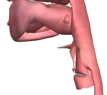 Lien entre la bouche et l'oesophage (Larynx)