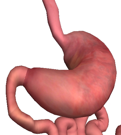 Lien entre l'oesophage, l'estomac et l'intestin grêle