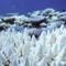 acidification océans
