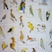 Oiseau Oiseau