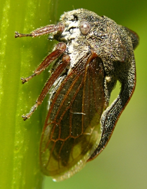 Centrotus cornutus (membracidé) - 1cm -  Maine et Loire