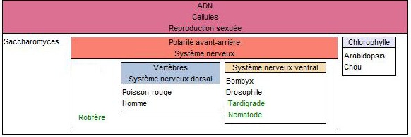 Tableau avec nouvelles espèces