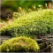 plante_sindy_60_60.png