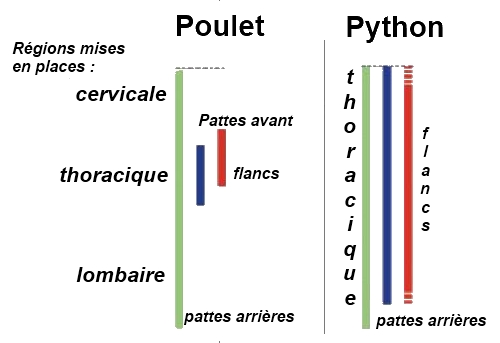 Zone d'expression des gènes Hox C8 C6 et B5