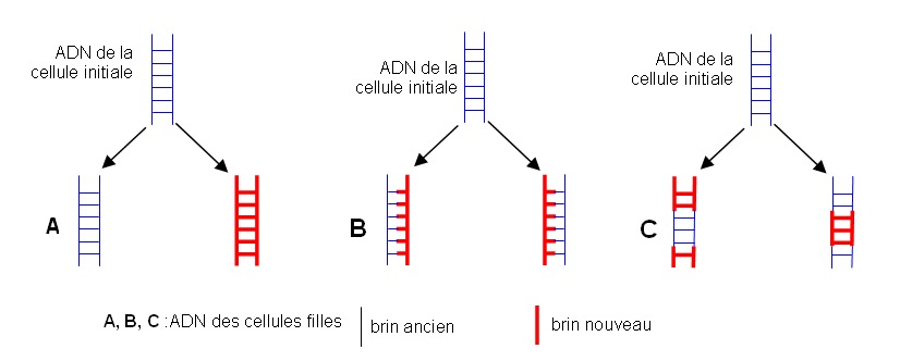 Les trois modes de réplication envisagés