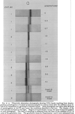 Photographies montrant des bandes de DNA issues de la centrifugation sur gradient de densité de bactéries lysées et prélevées à des temps variables après l'ajout de DNA 14 dans le milieu. Chaque photographie est prise après 20 h de centrifugation. La densité de CsCl décroît vers la droite. Les zones de même densité occupent la même position horizontale sur chaque photographie. schema_adn_watson