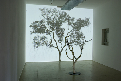 Samuel ROUSSEAU, L'arbre et son ombre, 2008-2009
