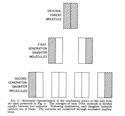 agrandir schema_adn_watson