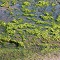 seaweed-g5d54a2124_1280.jpg