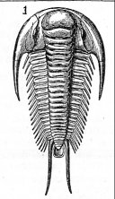 trilobite